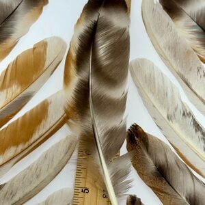 All Natural “Candy Corn Calico” Chicken feathers. Pack of 20